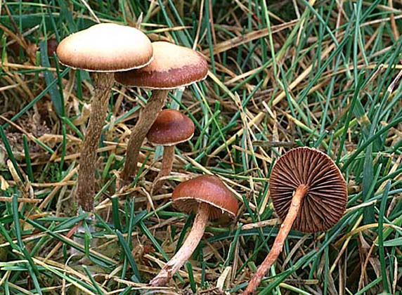 Psilocybe subviscida